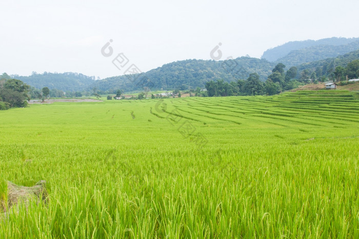 大米農業大米種植園的山看成的不同的水平