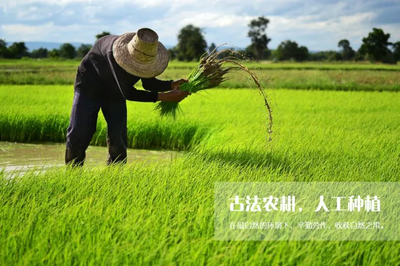 純色海菊 年貨特惠 | 正宗黑土地長出好大米,五常稻花香米