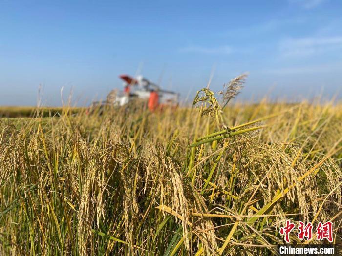 全球最大大米出口國“出手”,國際大米要漲價?